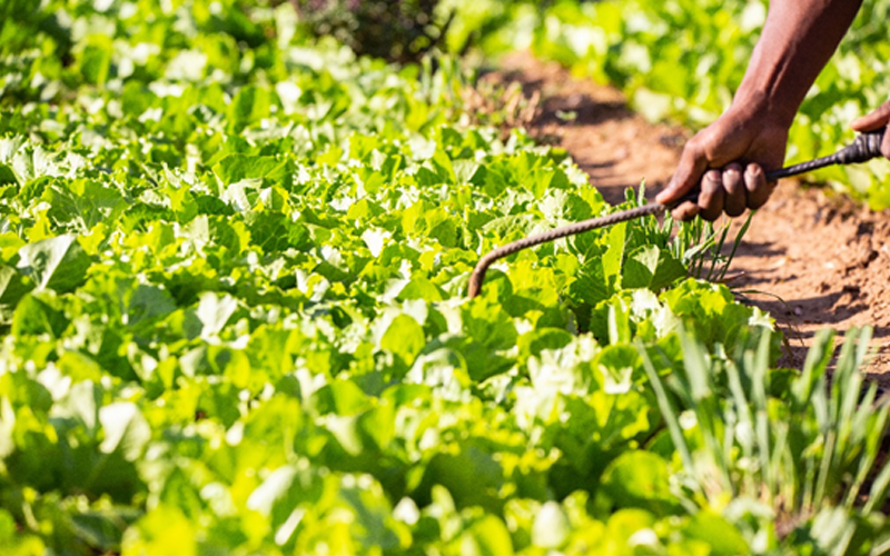 EBID Grants a XOF 7 Billion Line of Credit to the Agricultural Bank of Niger